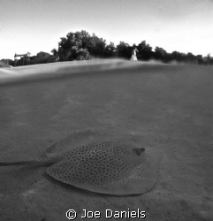 Leopard Whip Tail Ray by Joe Daniels 